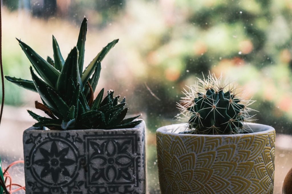 vensterbank-met-twee-cactussen