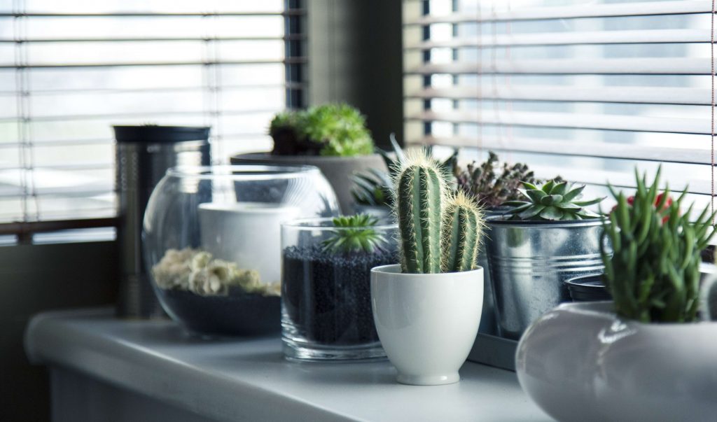 vensterbank-met-cactus-plantjes
